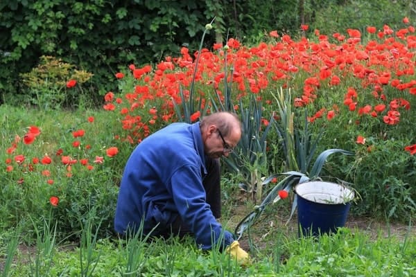 Weeding and Pruning services by ABI Landscaping